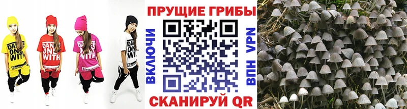 Купить где  Валуйки  Псилоцибиновые грибы GOLDEN TEACHER 